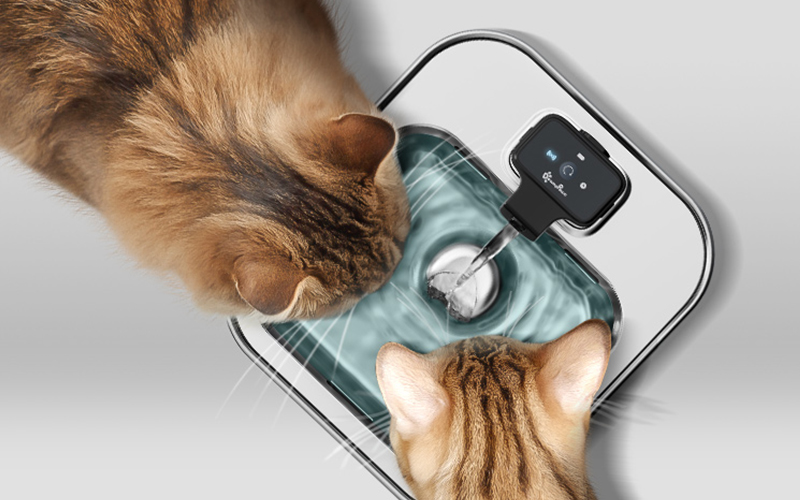 Is Your Plastic Cat Fountain Giving Your Cat Acne
